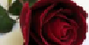 Fallen-Rose-Clan's avatar