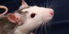Fantastic-Pet-Rats's avatar