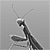 :iconfatal-mantis: