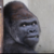 FearTheSirens :iconfearthesirens: