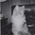 Featherjazz :iconfeatherjazz: