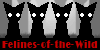 Felines-of-the-Wild's avatar