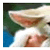 fenekfoxes1plz :iconfenekfoxes1plz: