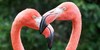 Flamingo-Official's avatar