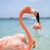 FlamingoTrashh :iconflamingotrashh: