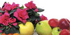 :iconflowers-and-fruits: