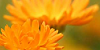 flowers-plantsLover's avatar