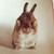 Fluffy-Puffskiens :iconfluffy-puffskiens: