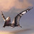 Fluseic :iconfluseic: