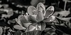 FortheLoveofBW's avatar