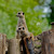fotomaze :iconfotomaze: