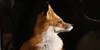 Fox-Lovers-101's avatar