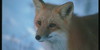 Foxes-Arts's avatar
