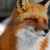 FoxTeen0206 :iconfoxteen0206:
