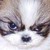 foxthepirate1987 :iconfoxthepirate1987: