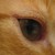 Foxtrickster :iconfoxtrickster: