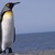 FreshPenguin :iconfreshpenguin: