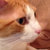 FrostedWeepingWillow :iconfrostedweepingwillow:
