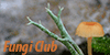 fungi-club's avatar