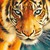 FuryTiger375 :iconfurytiger375: