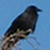 :iconga-stock: