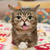 GalaxyCatTheReal :icongalaxycatthereal: