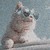 gallahers :icongallahers: