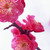 Gatesvip :icongatesvip: