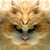 GazzakTheWild :icongazzakthewild: