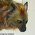 GimmickHyena :icongimmickhyena: