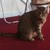 GingersBaby :icongingersbaby: