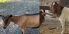 Goats101dairyandmeat's avatar