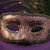 GogoBizarre :icongogobizarre: