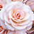 Gosia78 :icongosia78: