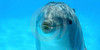 Gotta-Love-Dolphins's avatar