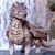 Gquecty :icongquecty: