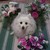 GraceElisabet :icongraceelisabet: