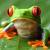 grenouille298 :icongrenouille298: