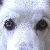 Greywolf42 :icongreywolf42: