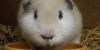 Guinea-PigLovers's avatar