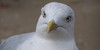 Gulls-and-Terns's avatar
