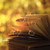 Gulmira100 :icongulmira100: