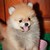 gunowkub :icongunowkub: