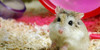 Hamster-Time's avatar