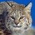 :iconhank-the-bobcat: