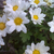 Hanna22265 :iconhanna22265: