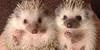 Hedgies-Are-Awesome's avatar