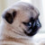 HelloImPug :iconhelloimpug:
