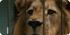 help-the-animals's avatar
