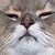 :iconheretonut8: